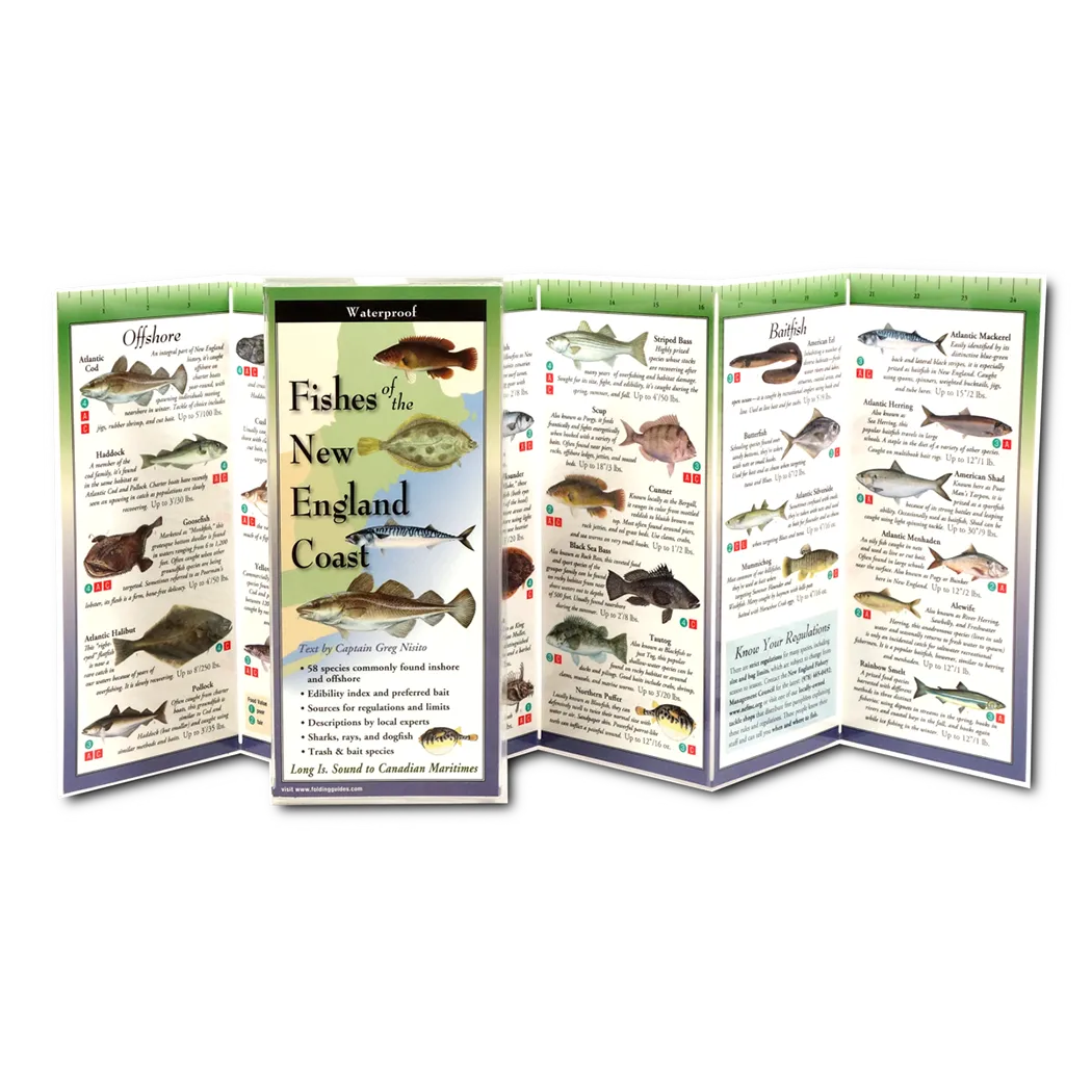 Fishes of the New England Coast - Folding Guide