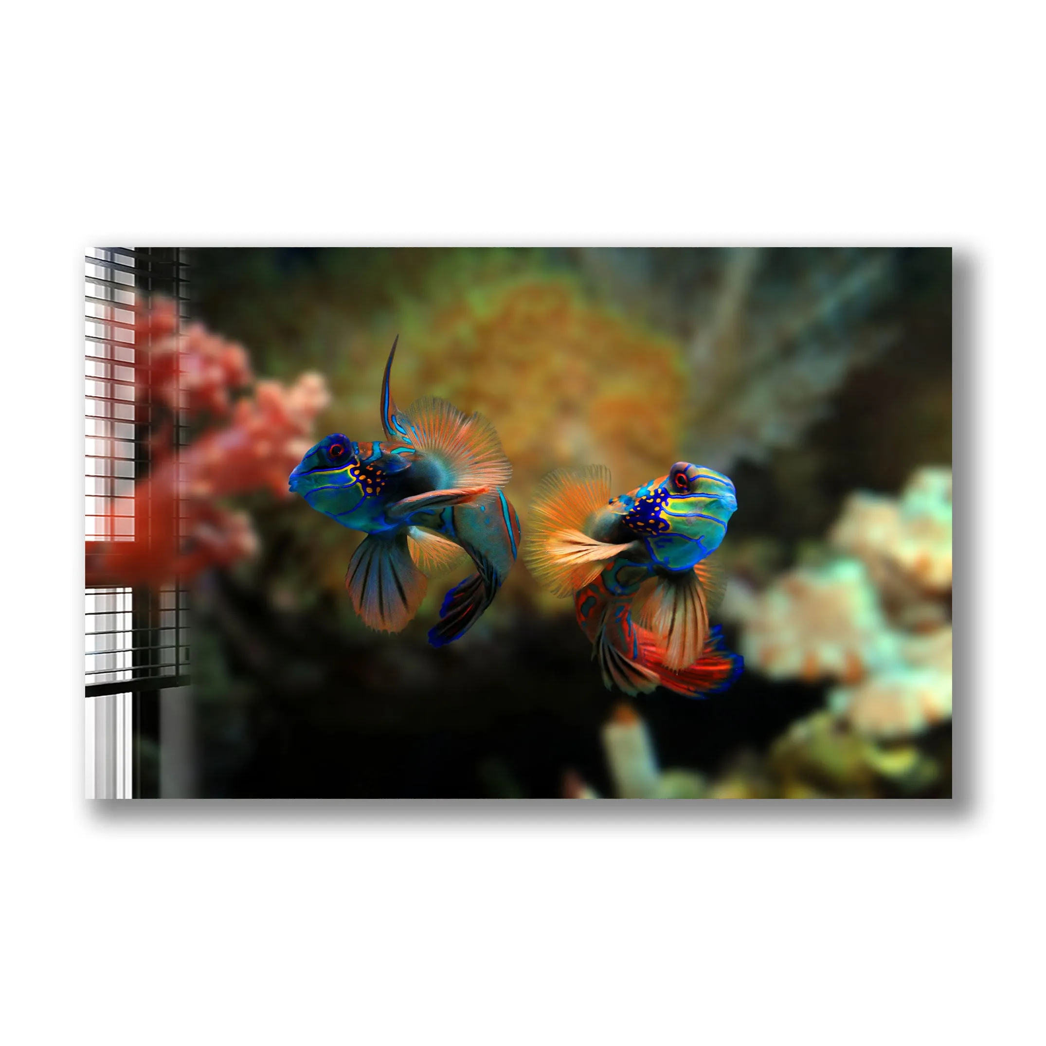 Mandarin Fishes