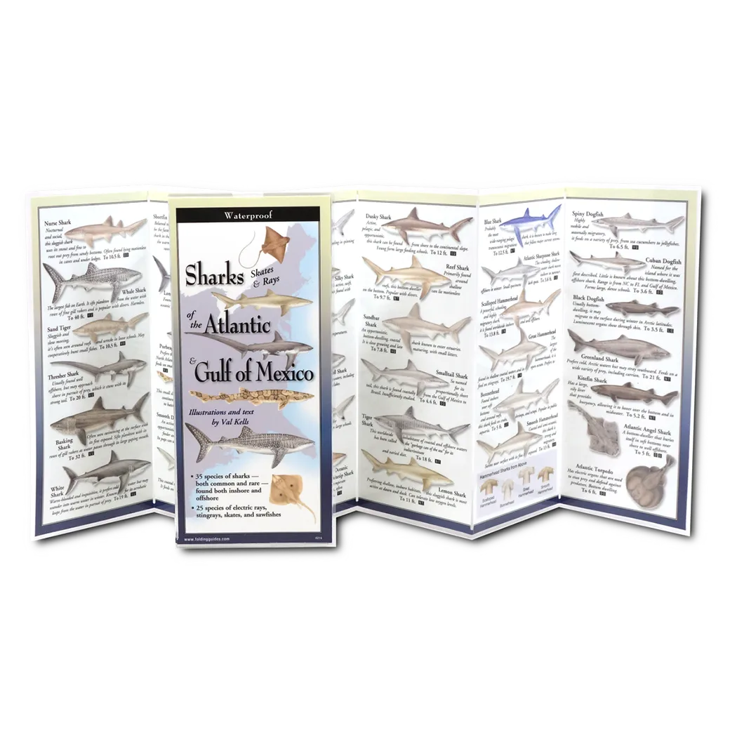 Sharks, Skates & Rays of the Atlantic and the Gulf of Mexico - Folding Guide